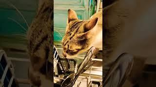 Cat Dish Washer ️ #funnycats #funnycatsvideos #catlove #catlovers #katzenleben #katzenliebe