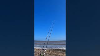 Irresistible Bait Lands Thornback Ray