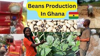 how to start beans production from scratch in Ghana with small capital and profit  beans farming