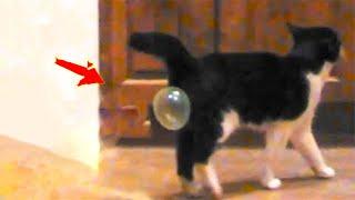 Try Not To Laugh  Funniest Cat Videos In The World  Funny Animal Videos #91