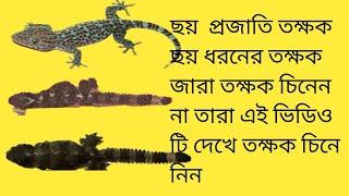 এক ভিডিও তে ছয় ধরনের তক্ষক জারা তক্ষক চিনেন না       তারা এই ভিডিও টি দেখে তক্ষক চিনে নিন