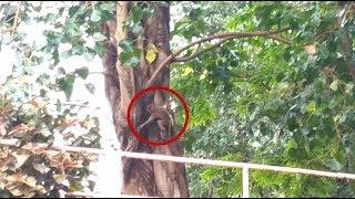 BABY MONKEY FALLS OFF TREE WHILE PLAYING