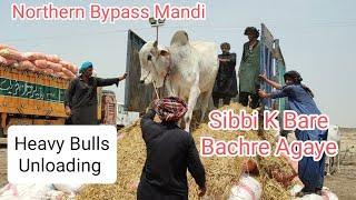 Sibbi K Bare Bachray Aagaye Heavy Bulls Unloading Northern Bypass Mandi