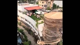 Tallest Coconut Tree Cutting of Pune by Naral Mitra after Pmc written permission.