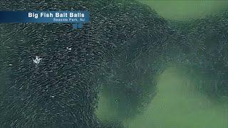 Huge Fish Bait Ball Swarms From A Drone - Seaside Park NJ