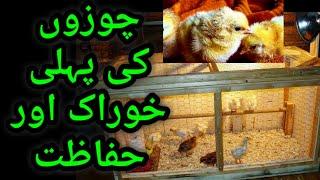 Aseel Chicks First Day Feed and Care Information  Shifting Asil Chozay to Brooder by Fahad Amir