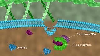 Mechanism of action of antifungal drugs