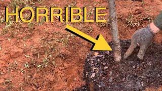 Plant Trees Like An Arborist- Avoid This Common BIG MISTAKE