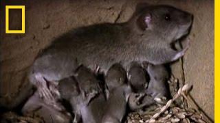 Momma Rat 15000 Babies a Year  National Geographic