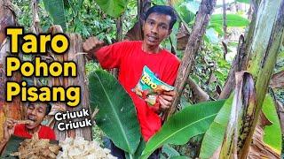 KERIPIK POHON PISANG LEBIH TERASA CRIUKNYA AUTO KETAGIHAN