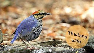 Blue Pitta at Nuy Bird Hide Kaeng Krachan Thailand