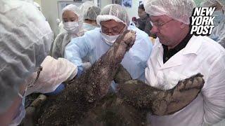 3500-year-old bear found in Siberian permafrost  New York Post