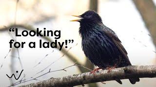 Starling Birdsong in Spring - Relaxing Nature Sounds for Meditation Study & Peaceful Ambience ️