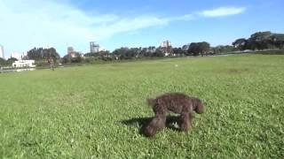 Patton Playing At Barigui Park - Curitiba - Brazil