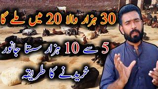 How To Purchase Goats mandi Goats purchase How to start Goat farming step third
