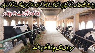 Frisian Cows Farm in Toba Tek Singh  Modern Dairy Farming  2  Lac Profit From Dairy Farming