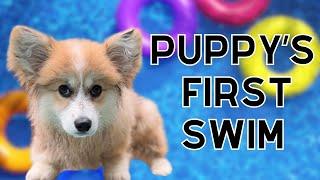 Puppy Swims for the First Time