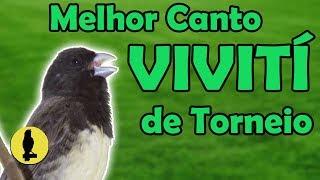 CANTO DE PAPA CAPIM VIVITI PARA TORNEIO #CANTODASAVES