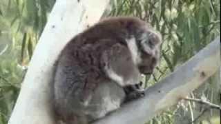 Koalas filmed in their natural environment