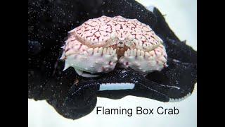 The Flame Box Crab