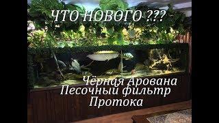 Что нового в моих аквариумах? Песочный фильтрпротокачерная арованаскаты родились