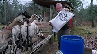How we feed our French Alpine dairy goats