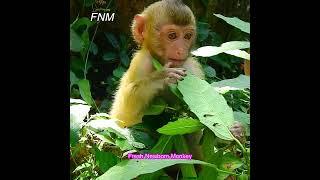 Lovely cute baby monkey Poor baby monkey Fresh Newborn Monkey 2812