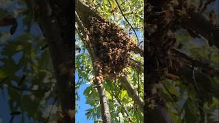 September swarm #beekeeping #honeybee  #shorts