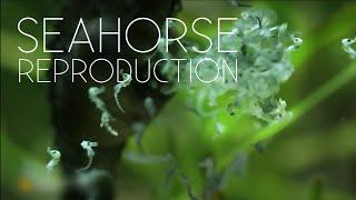 Seahorse Giving Birth  Full Reproductive Cycle