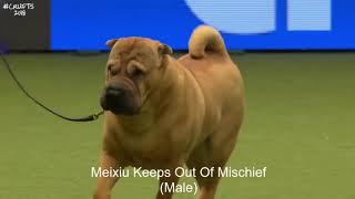 Best of Breed Utility GroupSHAR PEI2017-2022