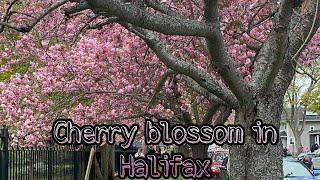 Cherry blossom and Tulips in Halifax Nova Scotia  Dartmouth Commons  Halifax Tamil Vlog