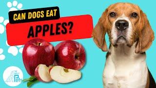 Can Dogs Eat Apples?