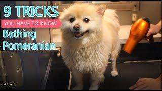 Pomeranian home bath tips you have to know Sprint