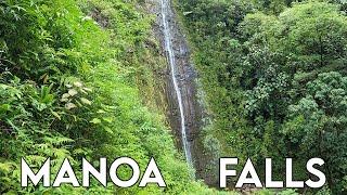 Manoa Falls Trail  Kid Friendly Hikes  Things to do on Oahu  HAWAII Waterfalls