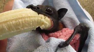 Летучая мышь ест банан
