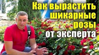 Как вырастить шикарные розы? Все секреты от посадки до цветения. Не растут розы что делать?