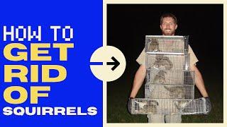 How to Get Rid of Squirrels in the Attic Quickly - 2024