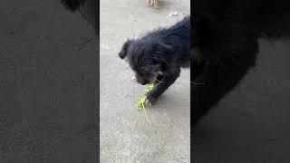 The rescued stray dog ​​was so hungry that he even ate vegetables  