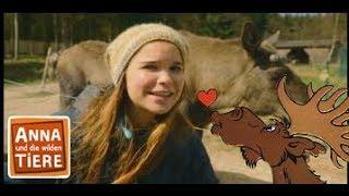 Vom Elch geknutscht  Reportage für Kinder  Anna und die wilden Tiere