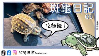 斑龜寶寶的一天 養龜日記  竹筍日常  #烏龜 #斑龜 #竹筍日常