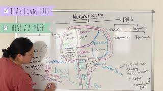 ATI TEAS Complete Nervous System Review I HESI A2