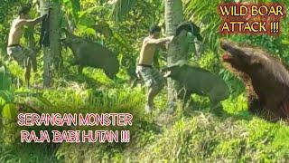 Serangan Monster Babi Hutan  DOMUZ AVI EN İYİ SAHNELER- WILD BOAR HUNTS - AMAZING Hog HUNTING