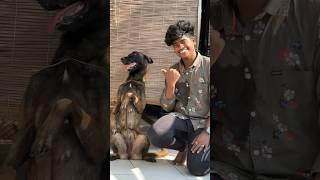 என்னது Foreign Dogs ல சென்னைல கூட இருக்கா..⁉️#shorts #trending #doglover