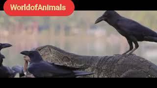 komodo dragon during eating a fish surrounded by crows