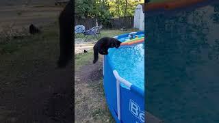 Startled Kitty Falls Into Pool  ViralHog