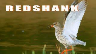 Bird sounds. Redshank singing and displaying in spring wetlands