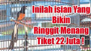 Juara 1 Tiket 22 Juta ‼️ Murai Batu Terbaik Abad ini