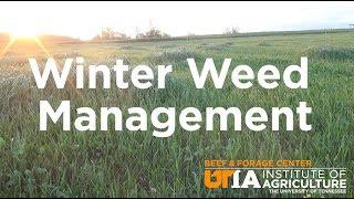 Winter Weed Management