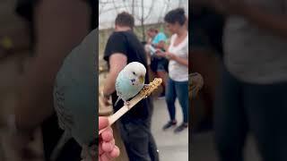  Meeting Adorable BUDGIES at the Bronx Zoo  #SHORTS