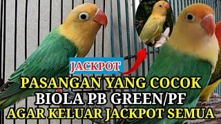 JACKPOT SEMUA PASANGAN YANG COCOK UNTUK BIOLA PB GREEN SPLIT PF